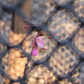 稲越さんの桜