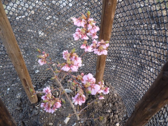 稲越さんの桜