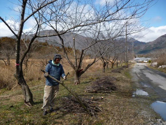 内部川沿いの桜並木