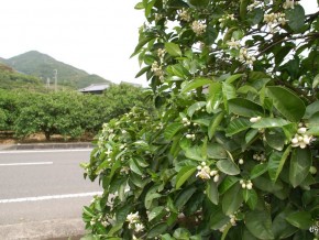 有田の町の花