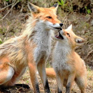 別海実顕地の近くでもキタキツネの子育てを見受けられます、 ３匹の子狐が親の周りを行ったり来たり、餌をねだったりする姿は微笑ましく思えました。（別海　井口）