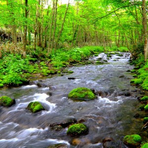 国道２４４号線の近くを流れる幾品川は６月になると新緑が美しく川の流れとが 絵になる風景です。（別海　井口）