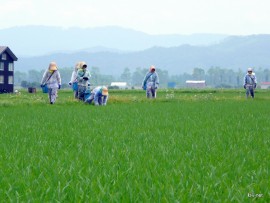 田んぼに入り、草取り開始