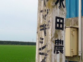 休憩中にクローバーの花飾りを作った