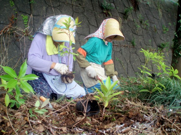 照葉樹の植樹　その2-2