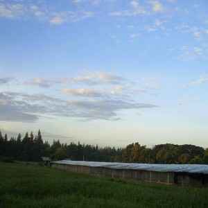 タイ実顕地の7月の朝の写真です。（雄物川　植松　ひとみ）　