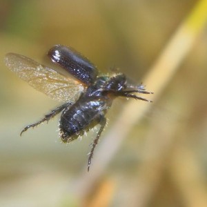 飛び回る虫たち「カタモンコガネの飛翔」（別海　井口）
