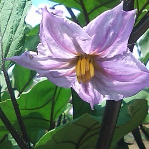 真夏の可憐な花・・なすの花 ほのかな甘い香りに酔いしれて！（豊里　清村）