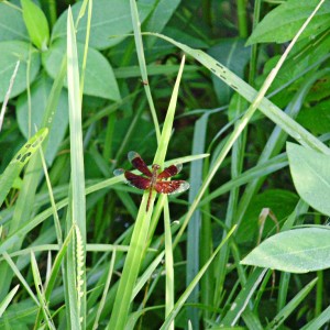 トンボ　（雄物川　植松　ひとみ）　