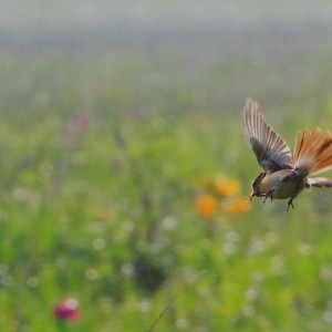 虫を捕食するノビタキ（別海　井口）