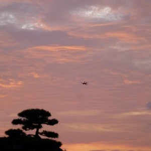 普通の人には大きくて怖いかもしれませんが、本物を見て驚いたり、怖がったりはたまた 興味を持ったりするのも大切なことだと思います。漫画三丁目の夕日の中にも街灯の下に網 を張る大きなクモに驚く子供が描かれていましたが、あれもこのオニグモでしょう。