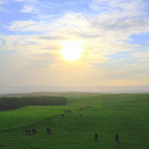 別海の朝の風景　「朝靄の牧場」（別海　井口）