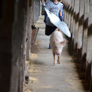 職場体験で豚移動