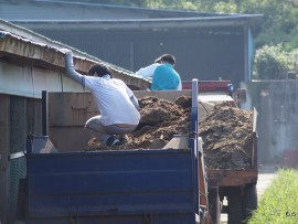 男の子は鶏糞出し