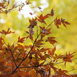 紅葉は27日頃がみごろ