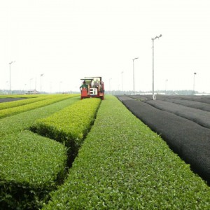 1-茶狩り