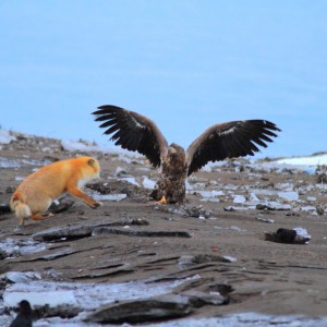 本別海の浜辺でキタキツネとオジロワシの幼鳥