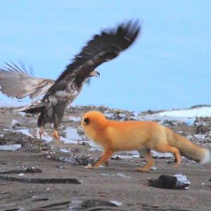 キタキツネとオジロワシの幼鳥