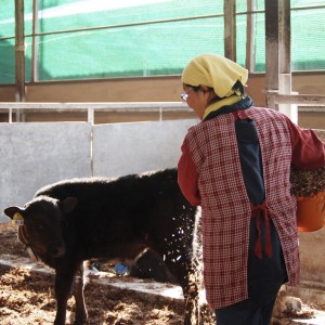 養鶏法受け入れ