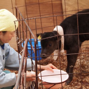 養鶏法受け入れ