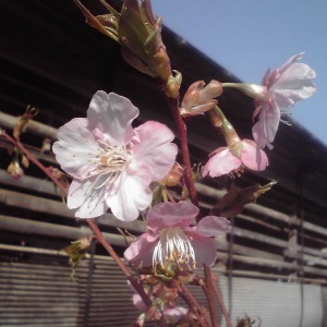 桜が咲いた！佐々木久江 (豊里)今年植えた河津桜です