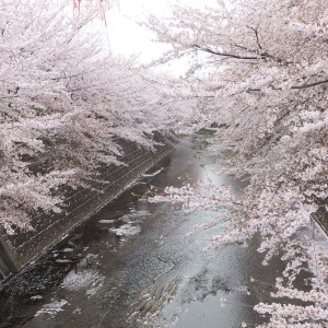 恩田川の桜(3/31)：佐々木順子(多摩)