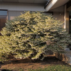 豊里村人窓口