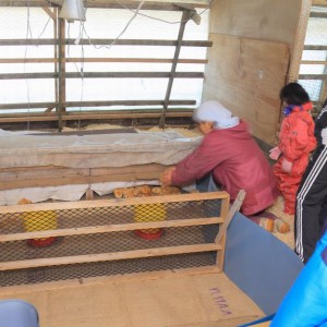 4/2別海実顕地の養鶏部で入雛を子供達と一緒に行いました。(井口)