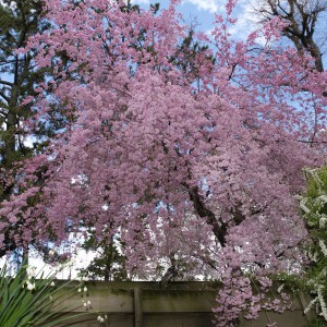 夙川のしだれ桜:鎌田(西宮)