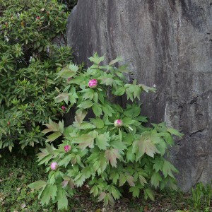 豊里　牡丹