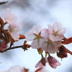 蝦夷山桜