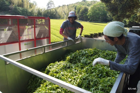 今年の新茶刈りの様子　→　新茶刈り始まる【美里】