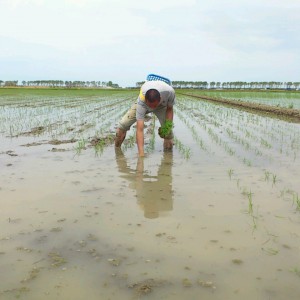 機械植えは無事終了し、育苗ハウスの片づけと補植を進めています。