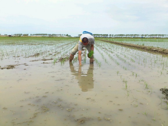 機械植えは無事終了し、育苗ハウスの片づけと補植を進めています。