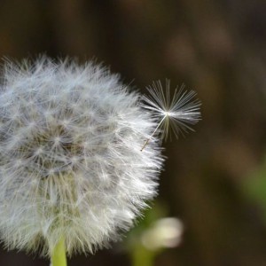 榛名は一歩玄関を出ると花がいっぱいです (撮影：森路)