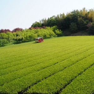 新茶刈り風景