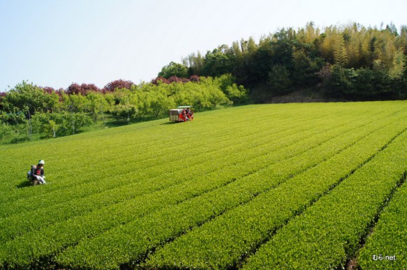 新茶刈り風景