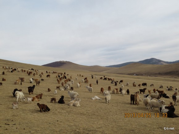 ヤマギシモンゴル農場の羊と山羊の親子達