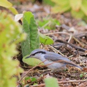 別海実顕地の林で見かけた小鳥たち(井口：別海)ゴジュウカラ