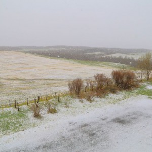 ５月の雪