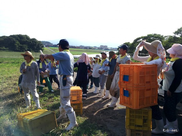 養鶏法９日目（豊里３日目）一斉作業での玉ネギ収穫。