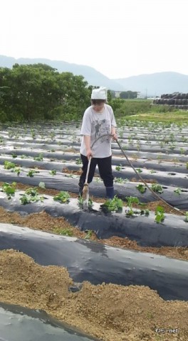 さつま芋づくり