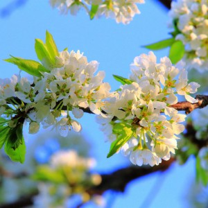 スモモの花