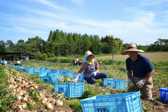 4-玉ねぎ収穫 2013-05-23 15-00-40