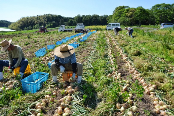 6-玉ねぎ収穫 2013-05-23 15-02-03