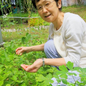野いちごの香りが最高に素敵で美和子さんのお母さんが良くのイチゴを摘んで香りを楽しんでいたそうです。