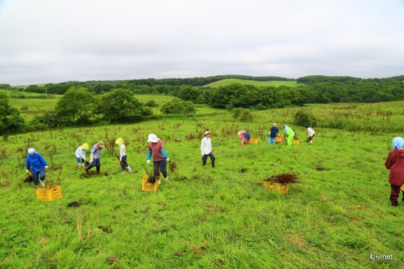 広い大地で一斉作業