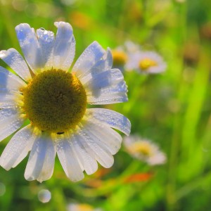 朝露の野菊