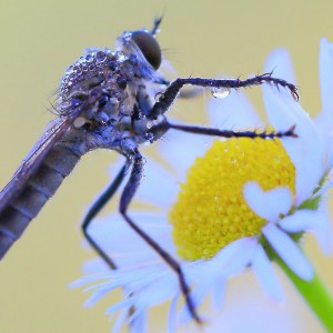 朝露の虫