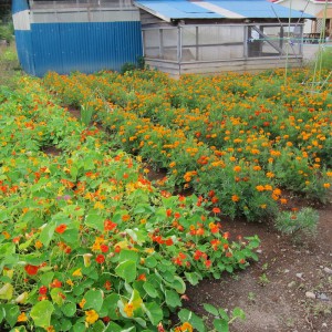 花壇の向こうの小屋には、烏骨鶏が親子で暮らしています